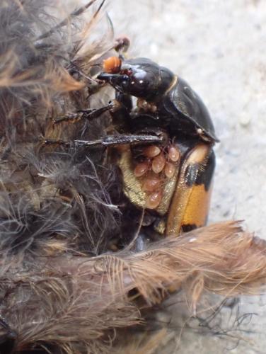 Nicrophorus interruptus